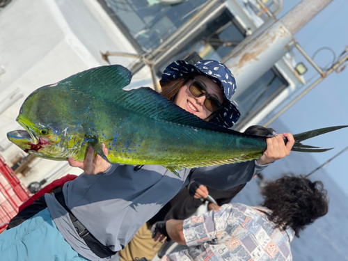 シイラの釣果