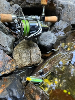 イワナの釣果