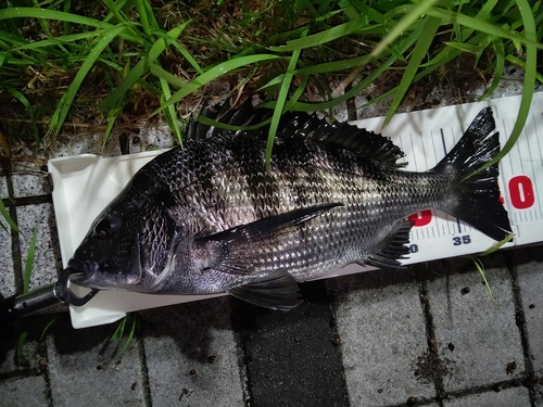 チヌの釣果