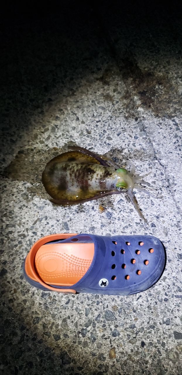 アオリイカ