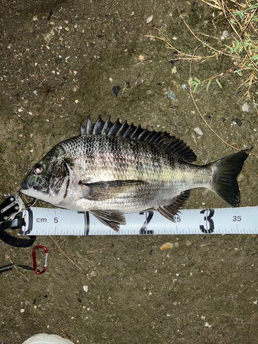 チヌの釣果