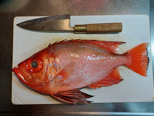 キントキダイの釣果