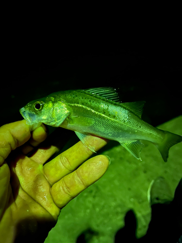 セイゴ（ヒラスズキ）の釣果