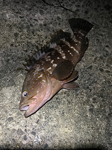 キジハタの釣果