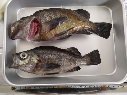 クロメバルの釣果