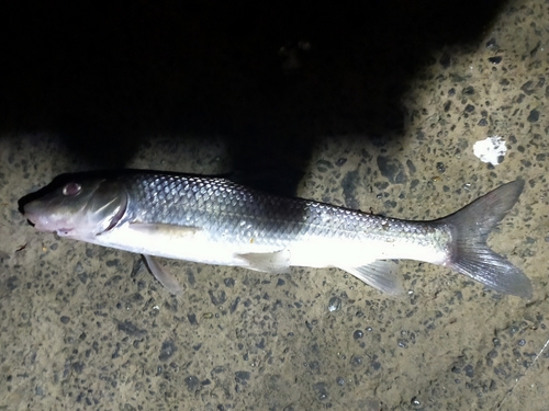 ニゴイの釣果