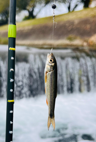 ウグイの釣果