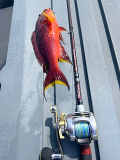 バラハタの釣果