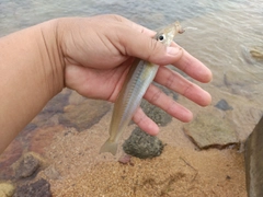 キスの釣果