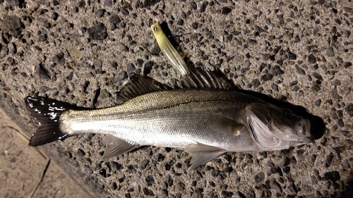 シーバスの釣果