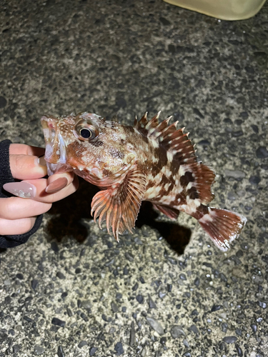 カサゴの釣果