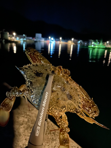 ワタリガニの釣果