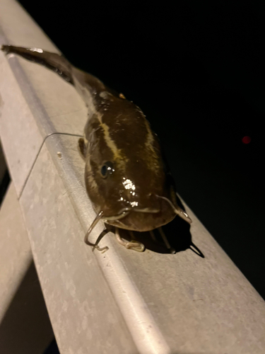 ゴンズイの釣果