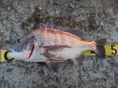 クロダイの釣果