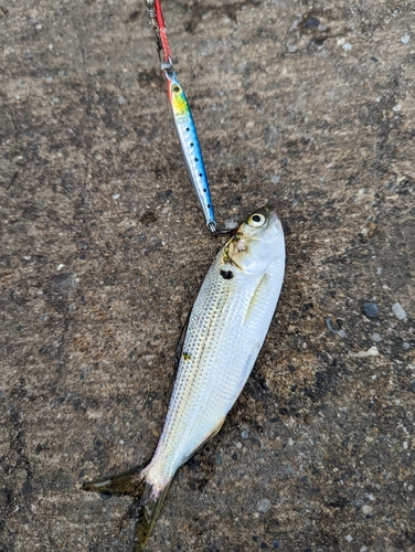 コハダの釣果