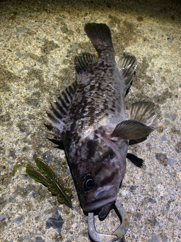 クロソイの釣果