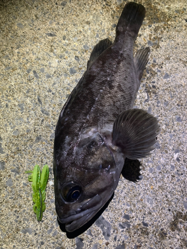 クロソイの釣果