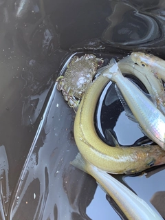 シロギスの釣果