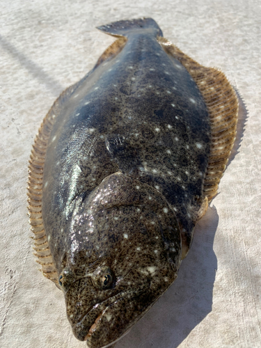 ヒラメの釣果