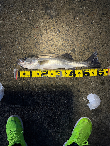 シーバスの釣果