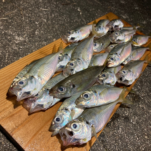 アジの釣果