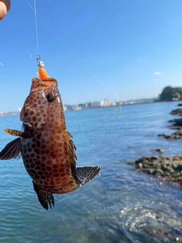 キジハタの釣果