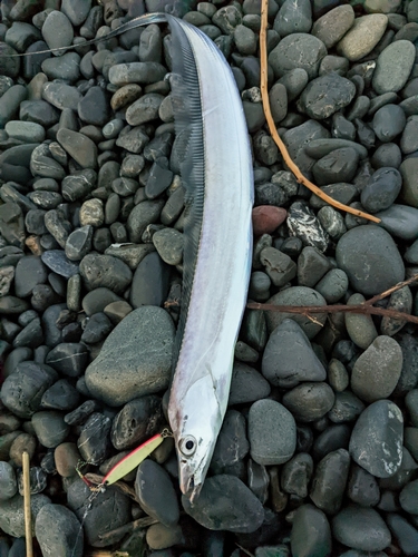 タチウオの釣果