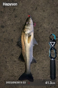 シーバスの釣果