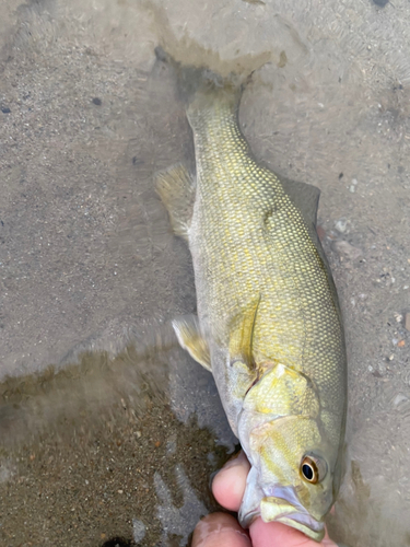 スモールマウスバスの釣果