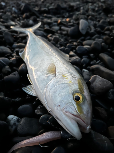 ショゴの釣果