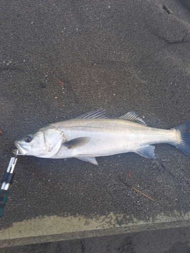 スズキの釣果