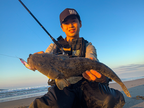 マゴチの釣果