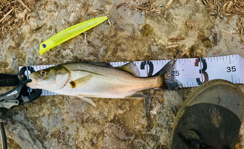 シーバスの釣果