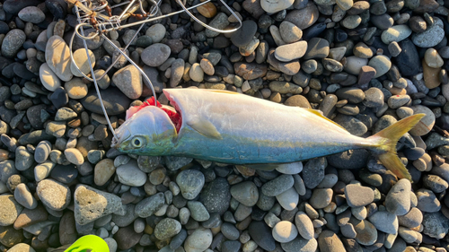 ツバイソの釣果