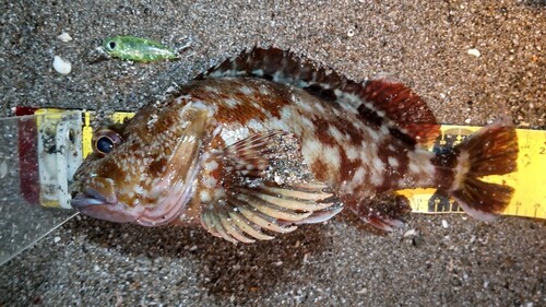 カサゴの釣果