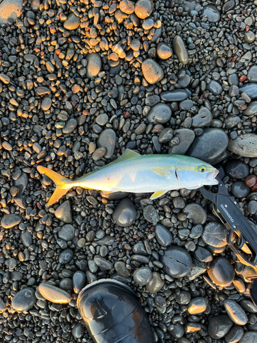 ワカシの釣果