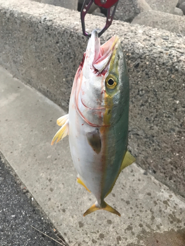 ツバスの釣果