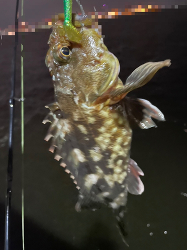 カサゴの釣果