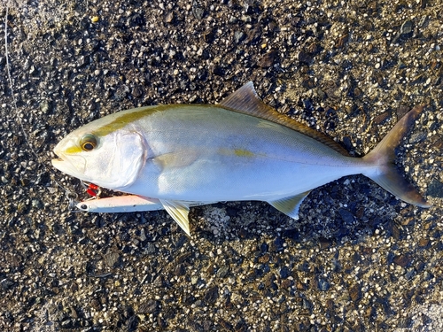 ショゴの釣果