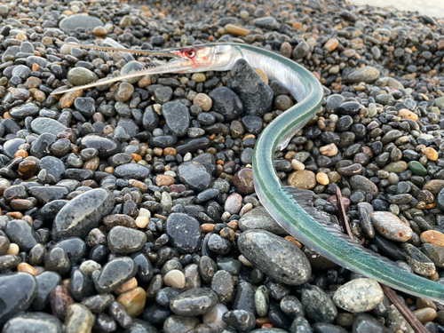 ダツの釣果