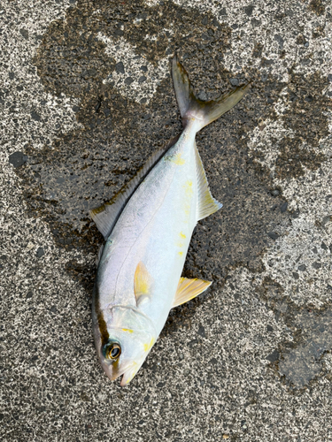 ショゴの釣果