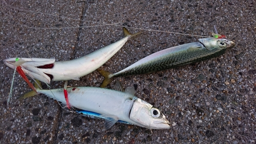 サバの釣果