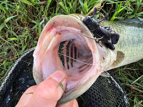 ブラックバスの釣果