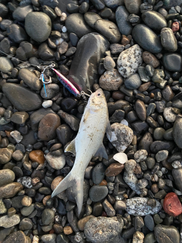 ツバメコノシロの釣果