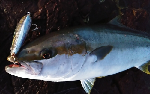 ヒラマサの釣果