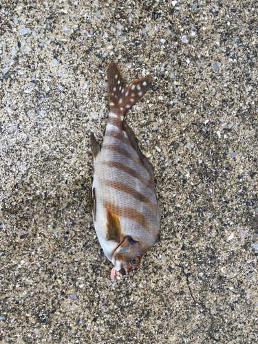 タカノハダイの釣果