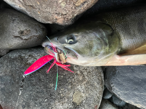 アキアジの釣果