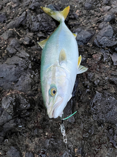 イナダの釣果