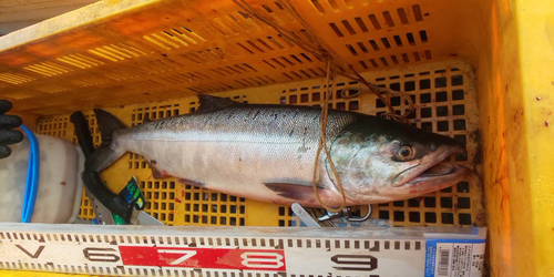 アキアジの釣果