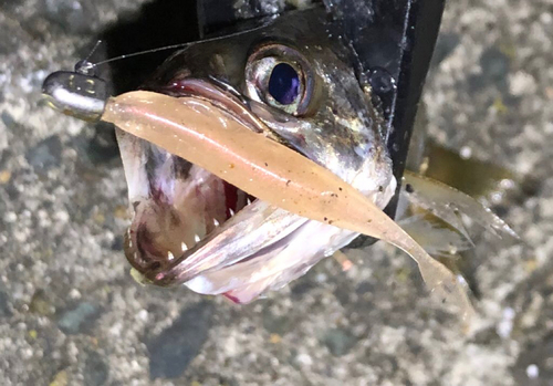 クロムツの釣果